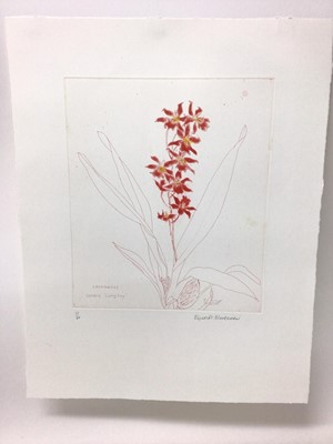 Lot 117 - Dame Elizabeth Blackadder (1931-2021) signed limited edition coloured etching - Living Fire Orchid, 32/40, unframed 58cm x 46cm