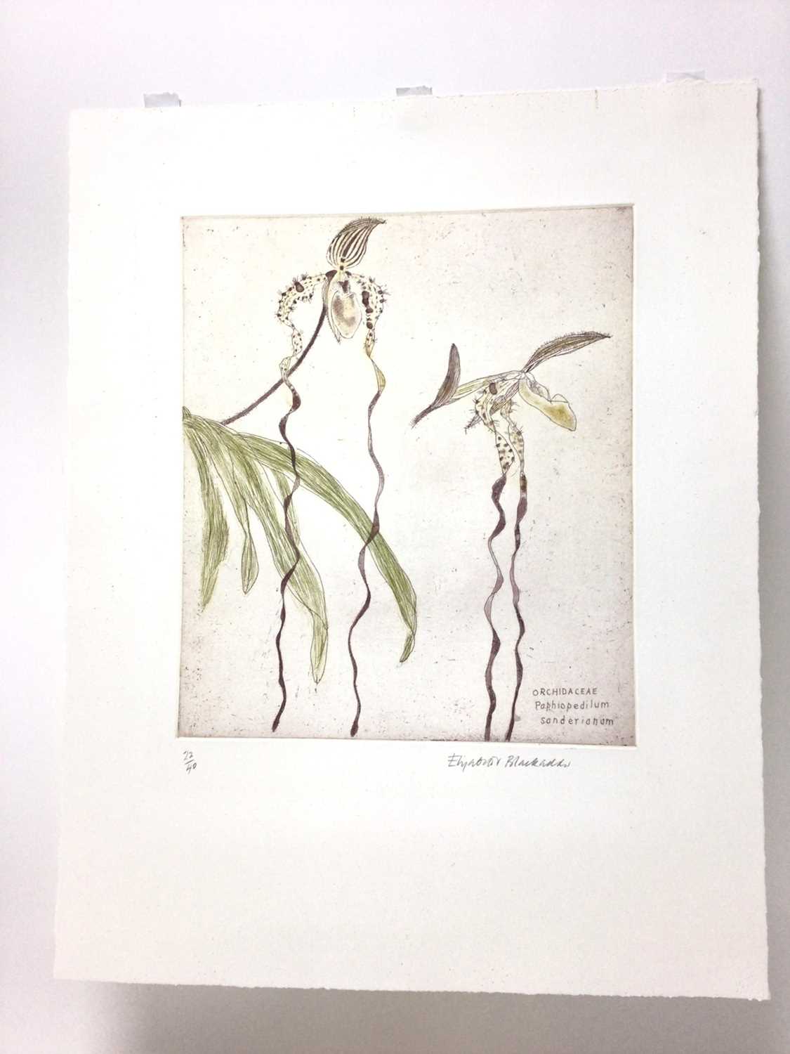 Lot 118 - Dame Elizabeth Blackadder (1931-2021) signed limited edition coloured etching - Orchids, 22/40, unframed 58cm x 46cm