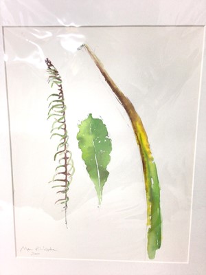 Lot 154 - Marcia Blakenham (b.1946) two watercolours - Botanical studies, signed an dated 2000 and 2001, 37cm x 27cm, mounted