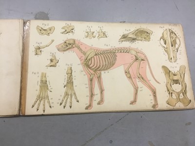 Lot 1716 - Bailliere’s Atlas of the dog book