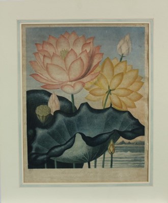 Lot 1211 - Robert John Thornton (1768-1837) aquatint in colours, Sacred Bean Plant