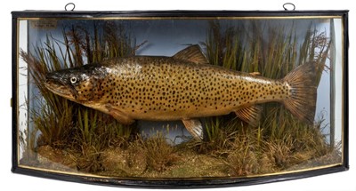Lot 943 - Edwardian preserved Trout in glazed bow front case