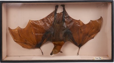 Lot 944 - Preserved Fruit Bat with outstretched wings, in glazed case