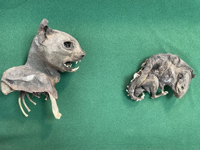 Lot 945 - Mummified cat’s head and rat, together in glazed case