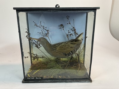 Lot 946 - Water Rail within naturalistic setting in glazed case