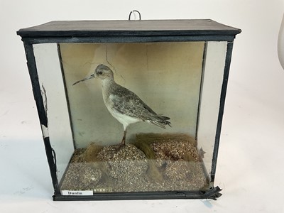 Lot 947 - Dunlin within naturalistic setting in glazed case